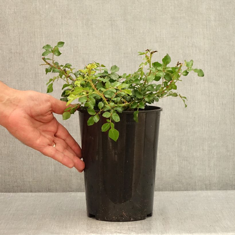 Exemplar von Rosa polyantha Gärtnerfreude (Toscana) - Polyantha-Rose Topf mit 3L/4L wie im Sommer geliefert