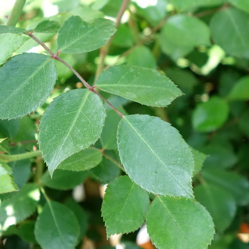 Stammrose Bonica (Laub)