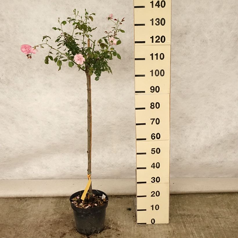 Exemplar von Stammrose Bonica Topf mit 7,5L/10L wie im Sommer geliefert