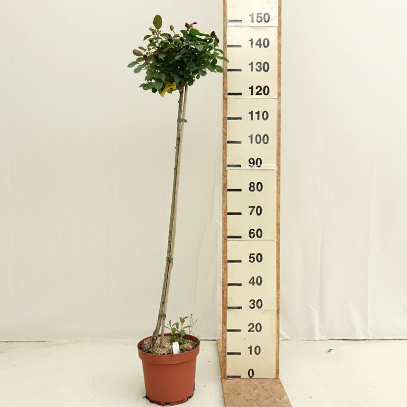 Exemplar von Stammrose Côté jardin Orapent Topf mit 7,5L/10L wie im Sommer geliefert