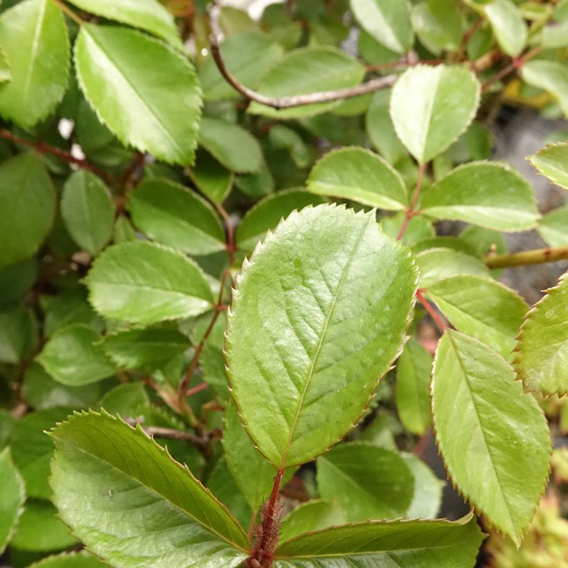 Stammrose Côté jardin Orapent (Laub)