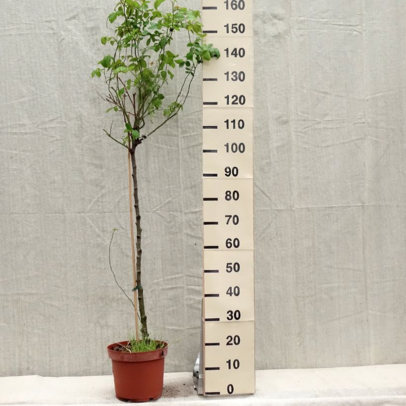 Exemplar von Stammrose David Austin Claire Austin Topf mit 7,5L/10LGelieferte Höhe ca. 80/120cm wie im Frühjahr geliefert
