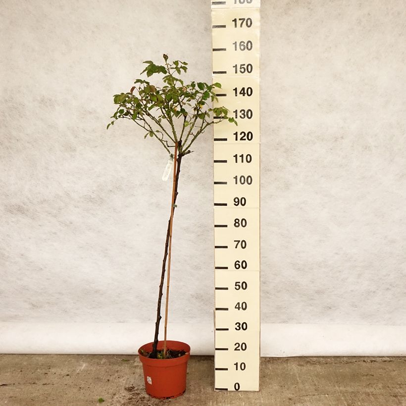 Exemplar von Stammrose David Austin Darcey Bussel Topf mit 7,5L/10LGelieferte Höhe ca. 80/120cm wie im Frühjahr geliefert