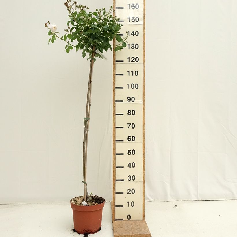 Exemplar von Stammrose David Austin Desdemona Topf mit 7,5L/10L wie im Sommer geliefert