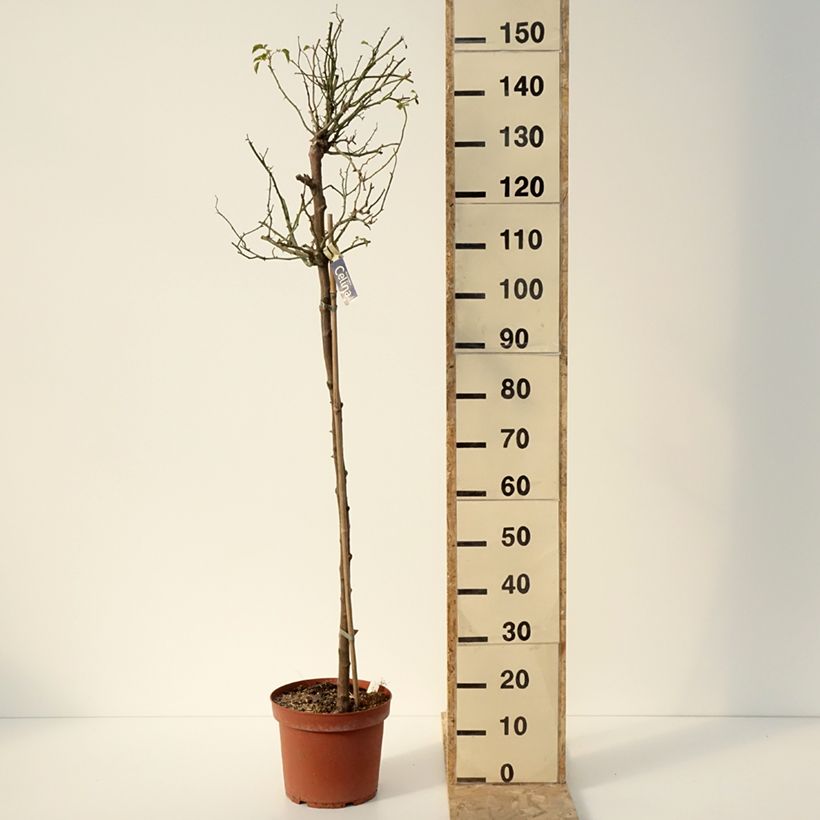 Exemplar von Stammrose Celina Topf mit 7,5L/10L wie im Winter geliefert