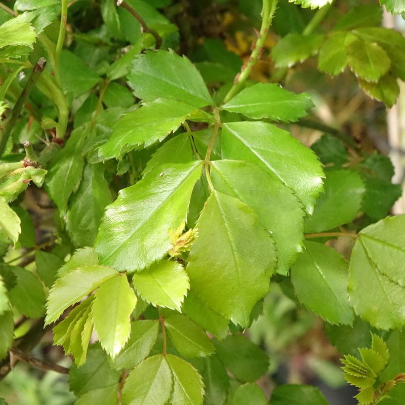 Stammrose Celina (Laub)