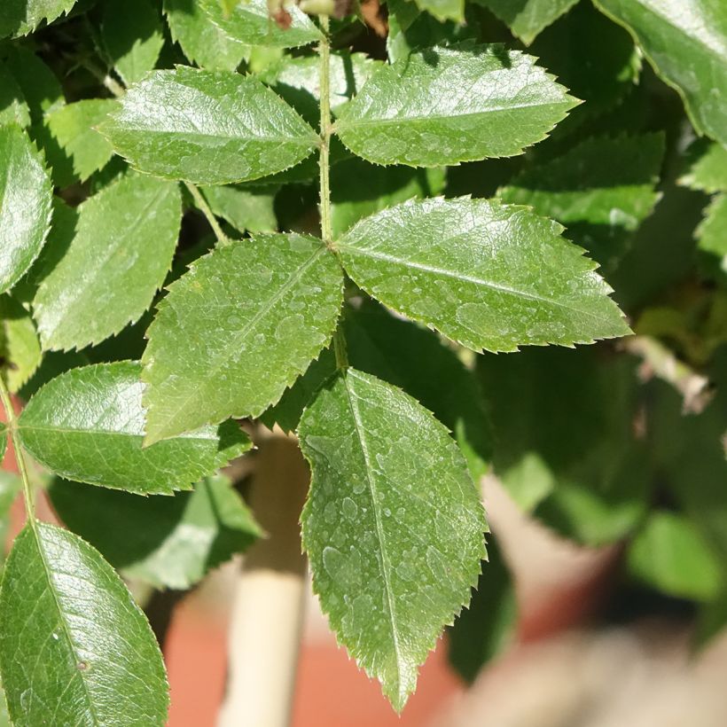 Stammrose Opalia noaschnee (Laub)