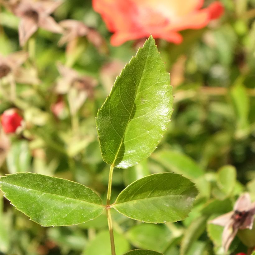Stammrose Isalia (Laub)