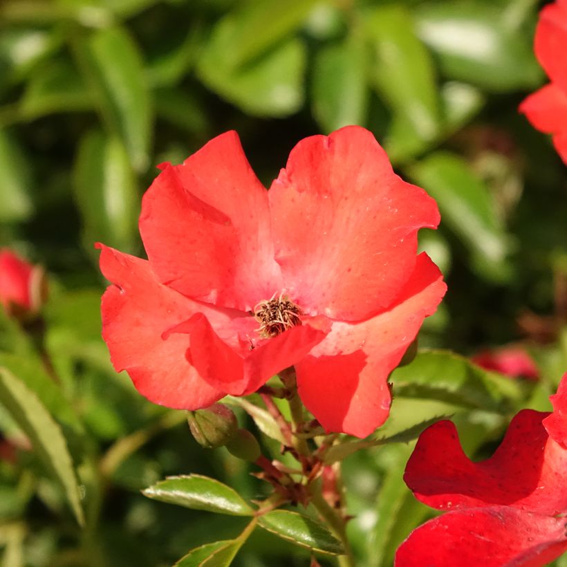Stammrose Isalia (Blüte)