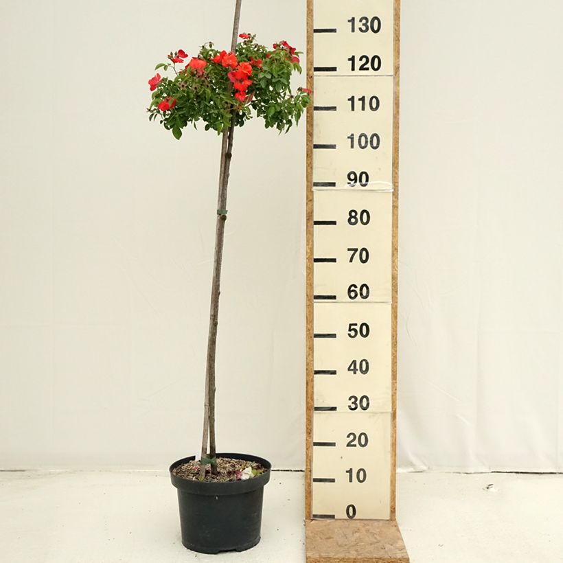 Exemplar von Stammrose Isalia Topf mit 7,5L/10L wie im Sommer geliefert