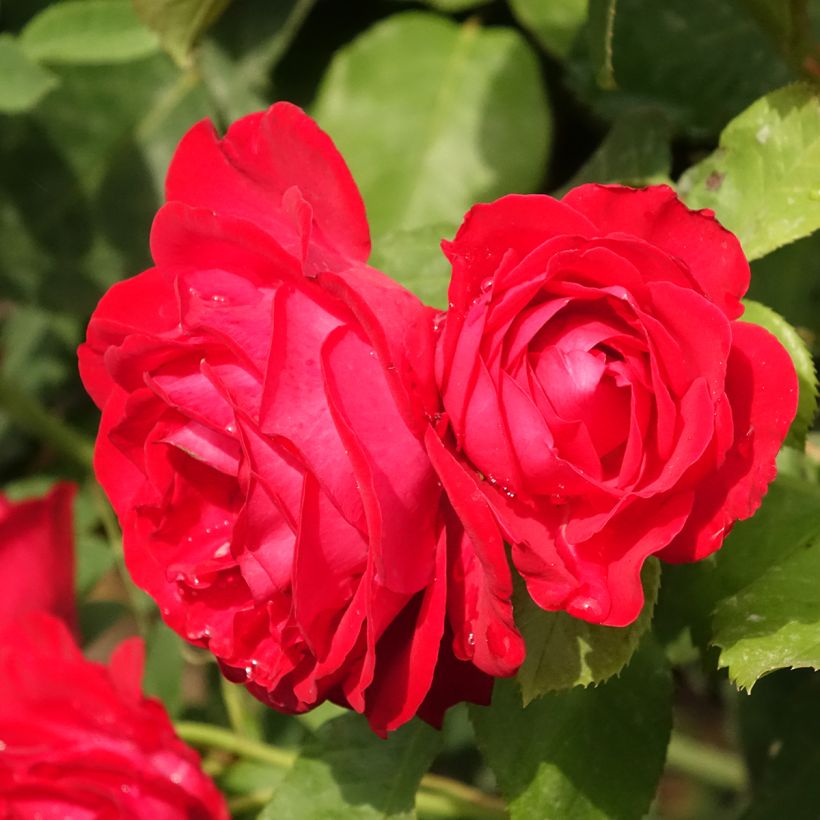 Stammrose Dominica Intercomdoor (Blüte)