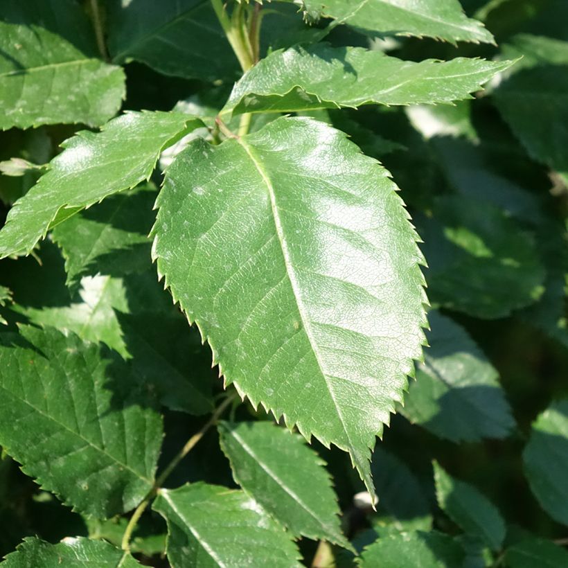 Stammrose Friesia Koresia (Laub)