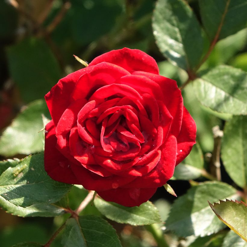 Stammrose polyantha Global Hit (Laub)