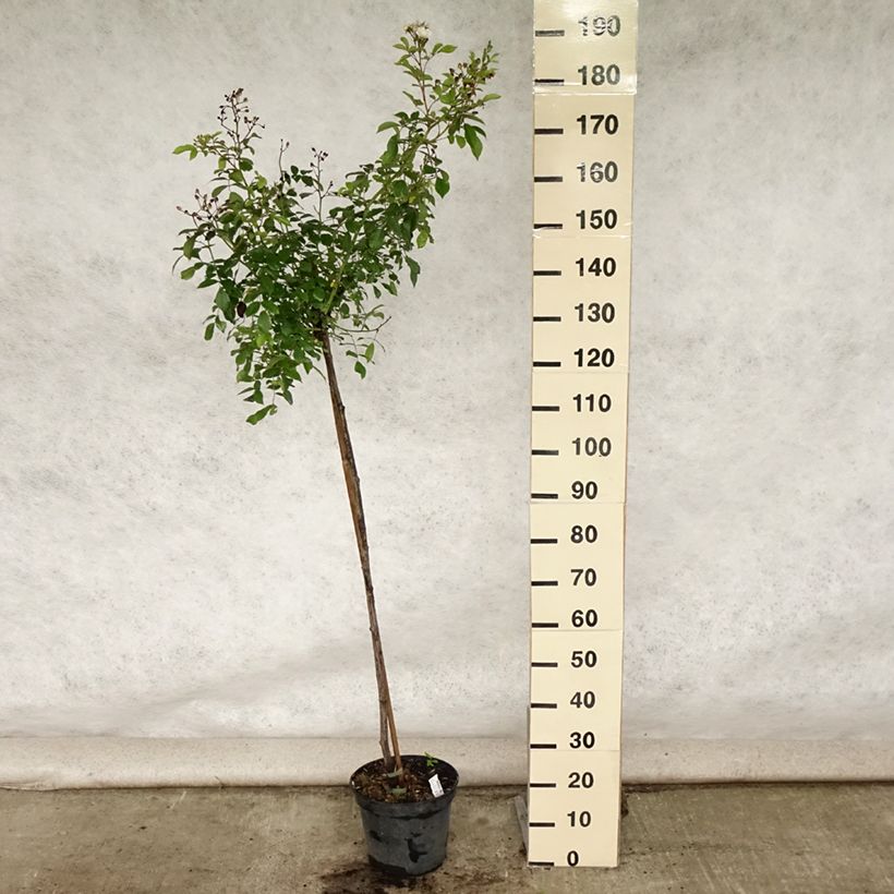 Exemplar von Stammrose Guirlande d'Amour Topf mit 7,5L/10L wie im Sommer geliefert