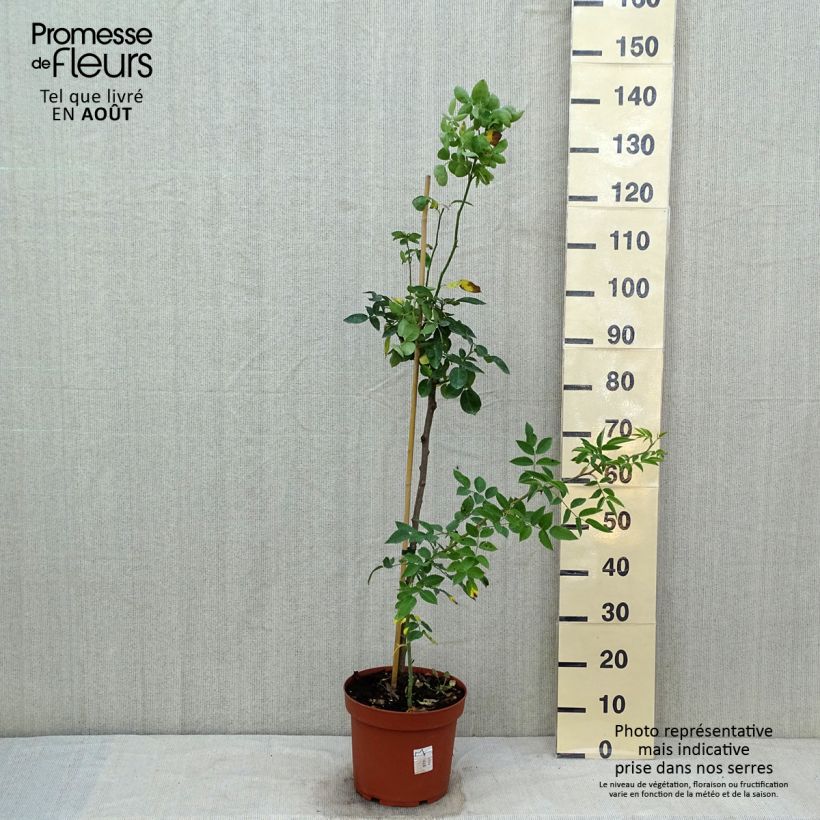 Exemplar von Stammrose polyantha Heidi Klum Topf mit 7,5L/10L wie im Sommer geliefert