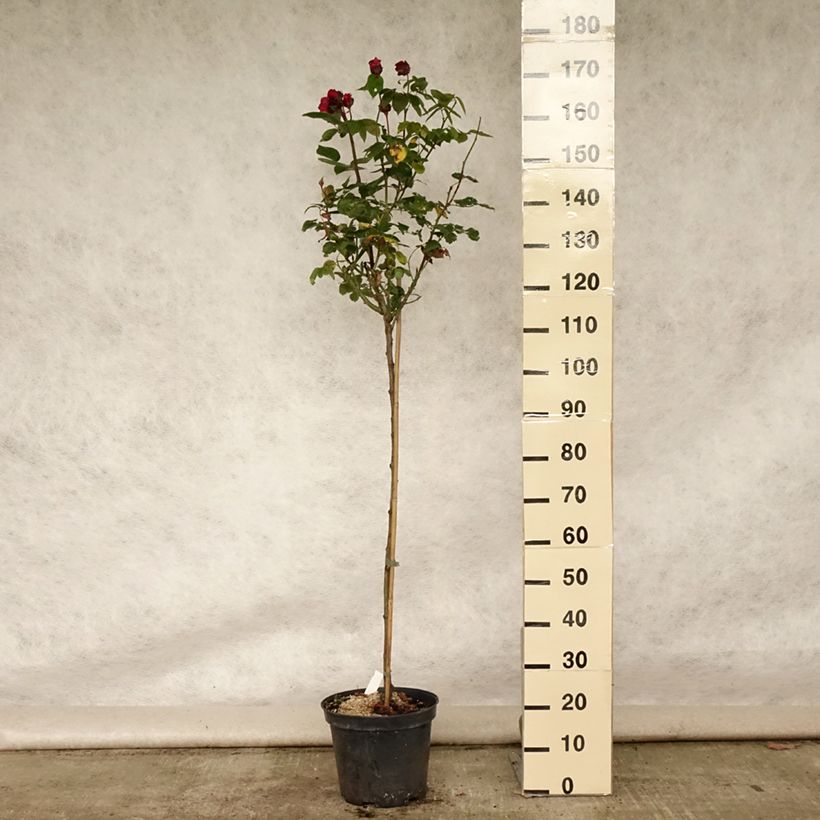 Exemplar von Stammrose Ingrid Bergman Topf mit 7,5L/10L wie im Sommer geliefert