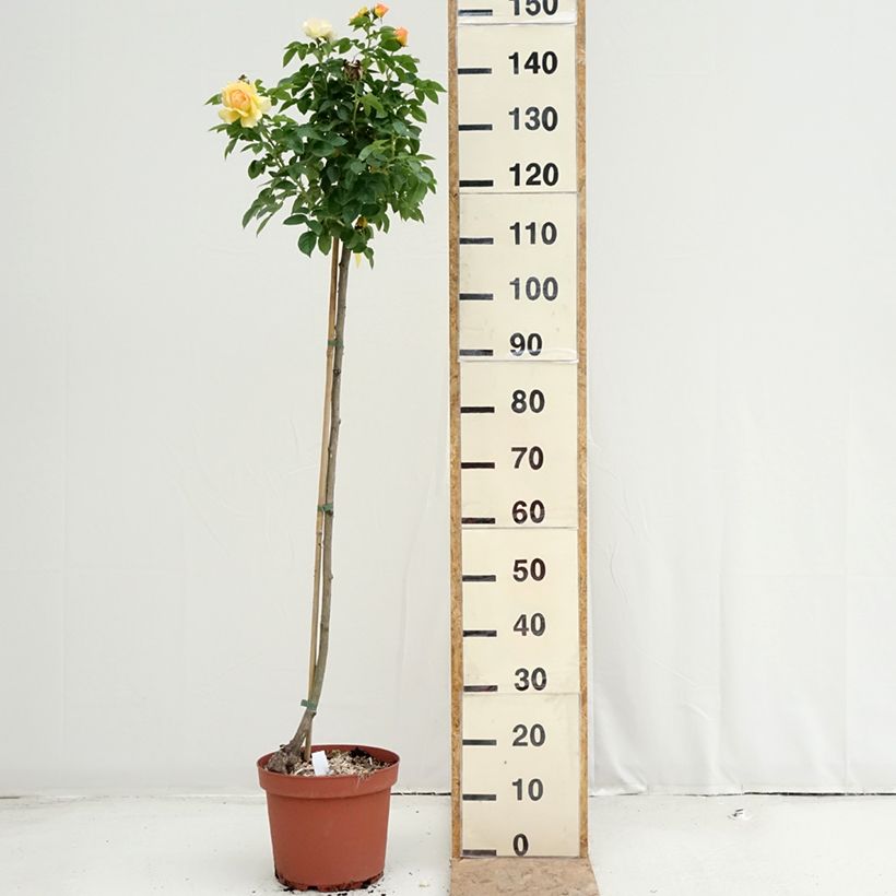 Exemplar von Stammrose Mythique Topf mit 7,5L/10L wie im Sommer geliefert