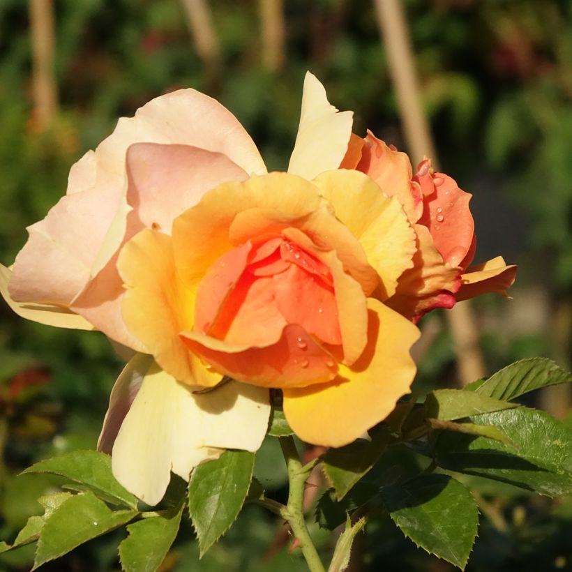Stammrose Mythique (Blüte)