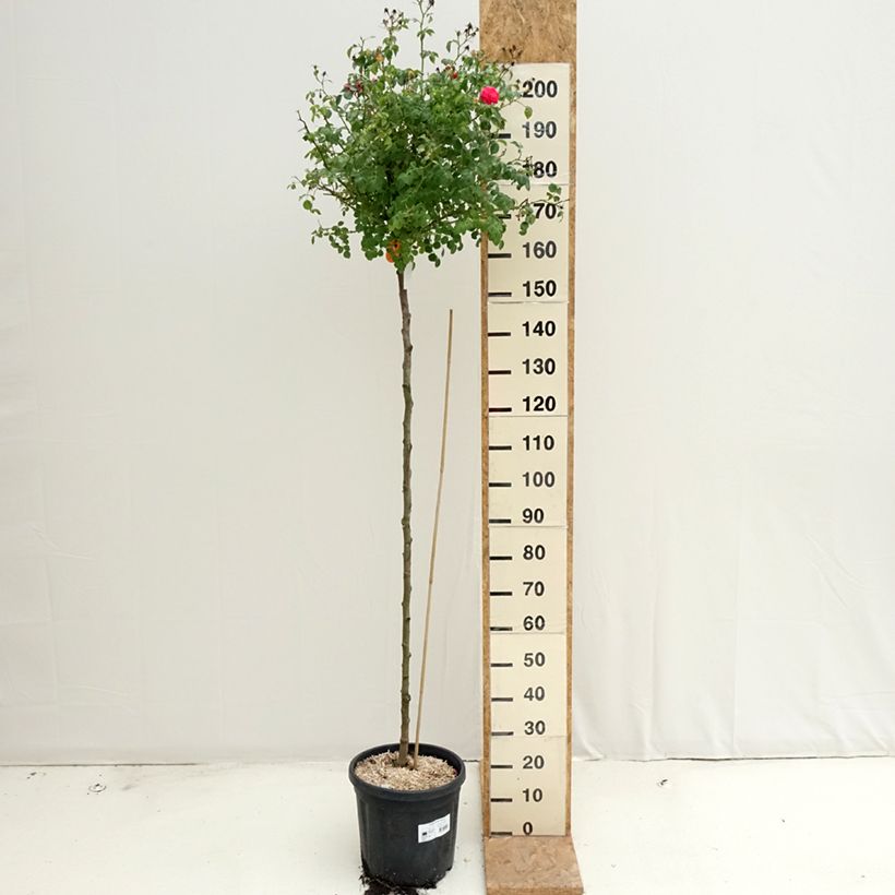 Exemplar von Stammrose Magic Meidiland (Magic Meillandecor) Topf mit 7,5L/10L wie im Sommer geliefert