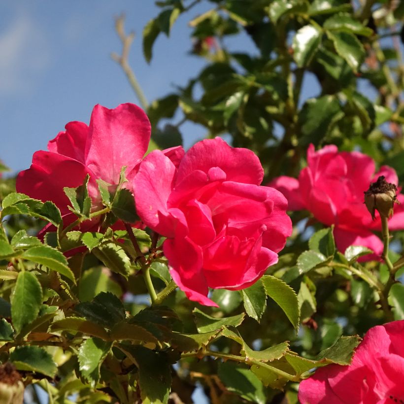 Stammrose Magic Meidiland (Magic Meillandecor) (Blüte)