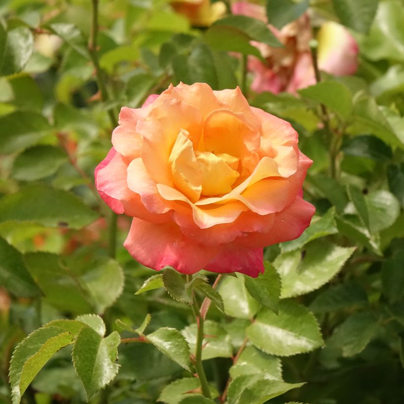 Stammrose Rochemenier Village (Blüte)