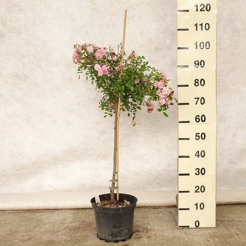 Exemplar von Stammrose The Fairy Topf mit 4L/5L wie im Sommer geliefert