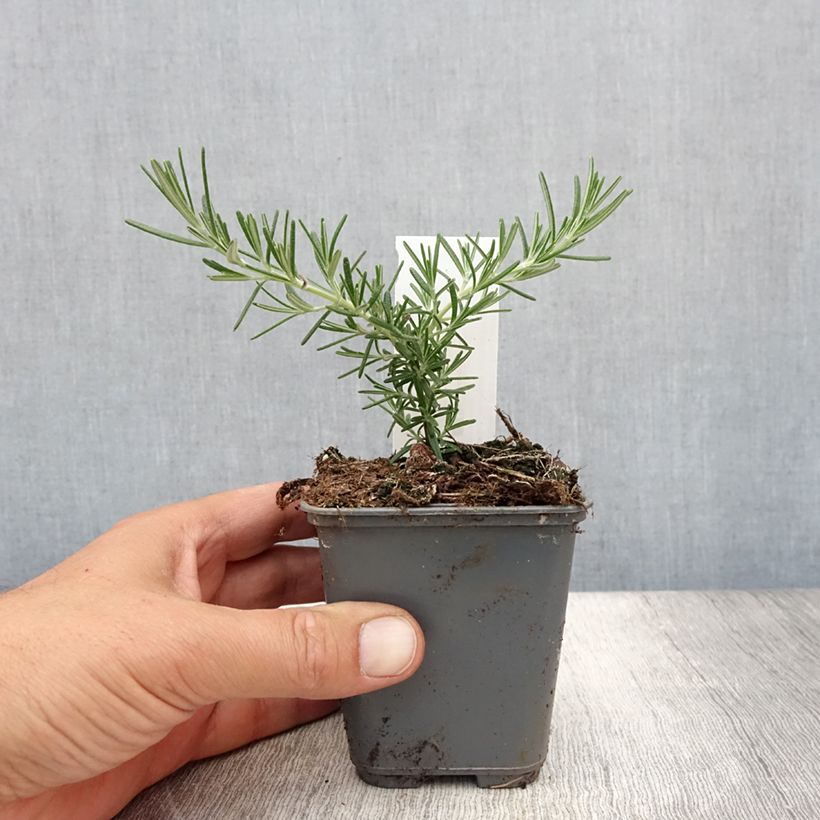 Exemplar von Rosmarin Blue Cascade - Rosmarinus officinalis Kleine Töpfe von 8/9 cm wie im Sommer geliefert