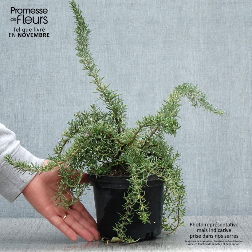 Exemplar von Rosmarin Corsican Blue - Rosmarinus officinalis Topf mit 2L/3L wie im Herbst geliefert