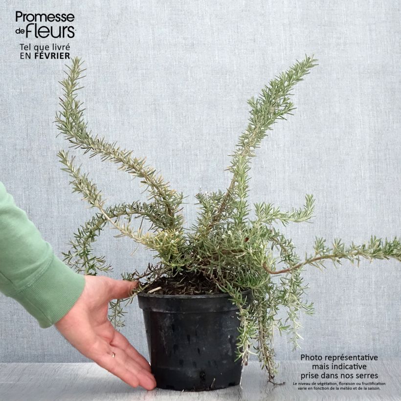 Exemplar von Rosmarin Corsican Blue - Rosmarinus officinalis Topf mit 2L/3L wie im Winter geliefert