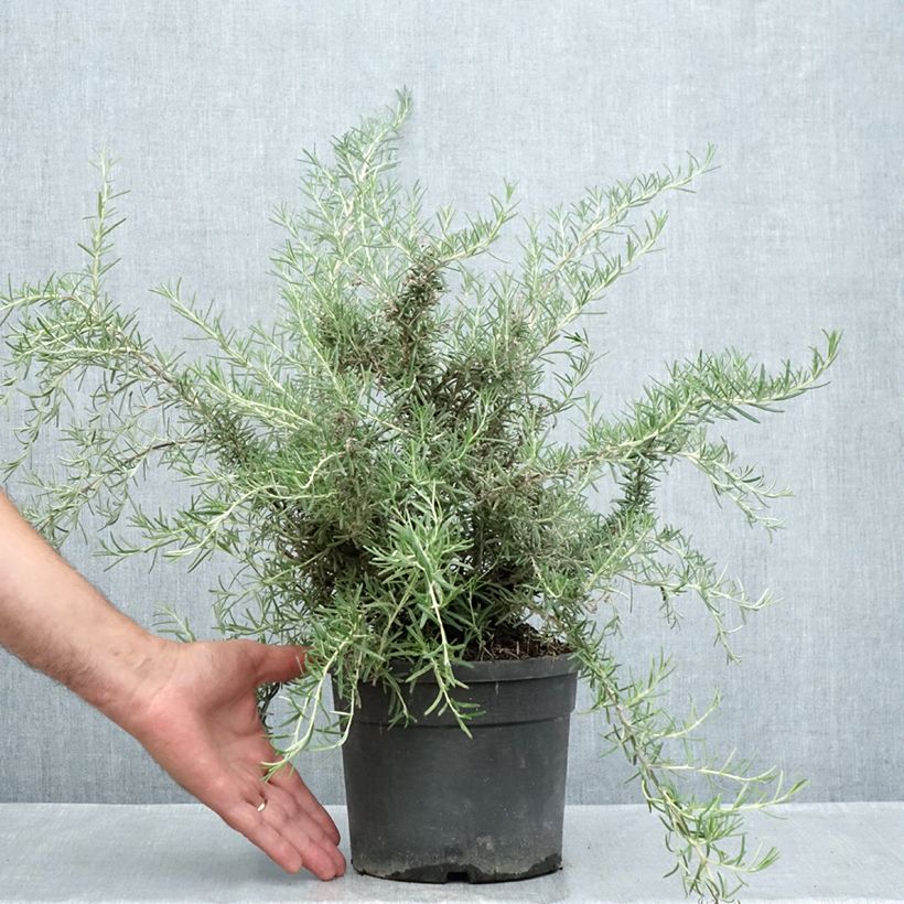 Exemplar von Rosmarin Whitewater Silver - Rosmarinus officinalis Topf mit 3L/4L wie im Sommer geliefert