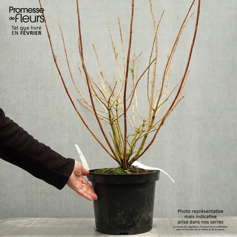 Exemplar von Rostrinucula dependens Happy Cascade - Tränender Schmetterlingsstrauch Topf mit 7,5L/10L wie im Winter geliefert