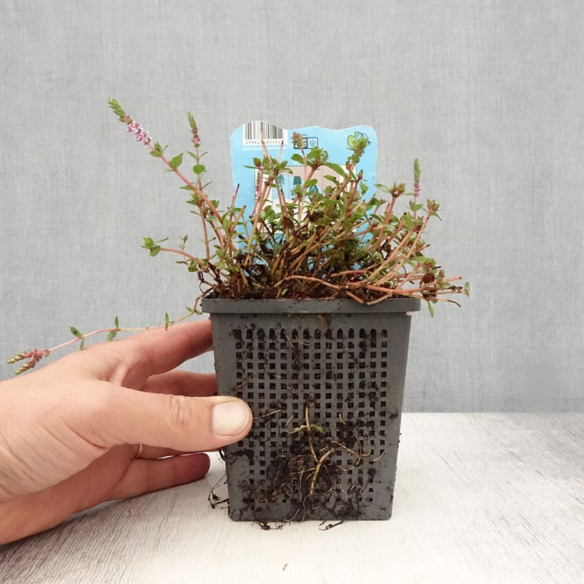 Exemplar von Rotala indica - Indisches Rotala Topf mit 1L/1,5L wie im Sommer geliefert