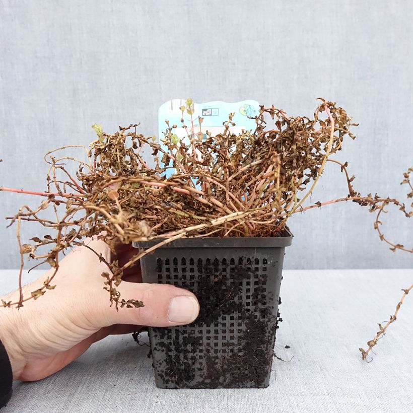 Exemplar von Rotala indica - Indisches Rotala Topf mit 1L/1,5L wie im Frühjahr geliefert