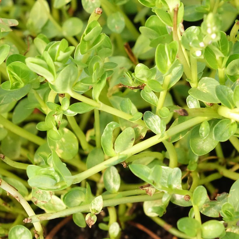 Rotala rotundifolia Green - Rundblättrige Rotala (Laub)