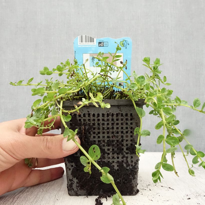 Exemplar von Rotala rotundifolia Green - Rundblättrige Rotala Topf mit 1L/1,5L wie im Sommer geliefert