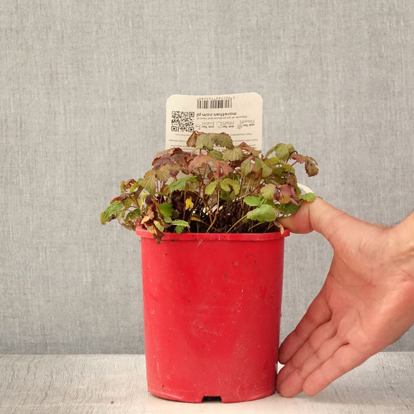 Exemplar von Allackerbeere Beata - Rubus arcticus Topf mit 2L/3L wie im Sommer geliefert