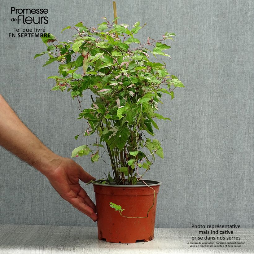Exemplar von Rubus microphyllus Variegatus' - Brombeere Topf mit 3L/4L wie im Herbst geliefert