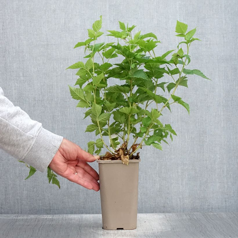 Exemplar von Rubus spectabilis Pacific Rose - Pracht-Himbeere Topf mit 1,5L/2L, Strauch/Busch, mehrstämmig wie im Sommer geliefert