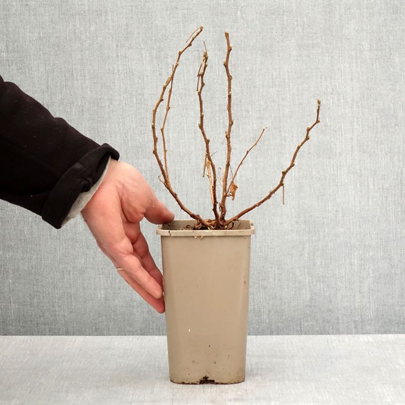Exemplar von Rubus spectabilis Pacific Rose - Pracht-Himbeere Topf mit 1,5L/2L, Strauch/Busch, mehrstämmigGelieferte Höhe ca. 30/40cm wie im Frühjahr geliefert