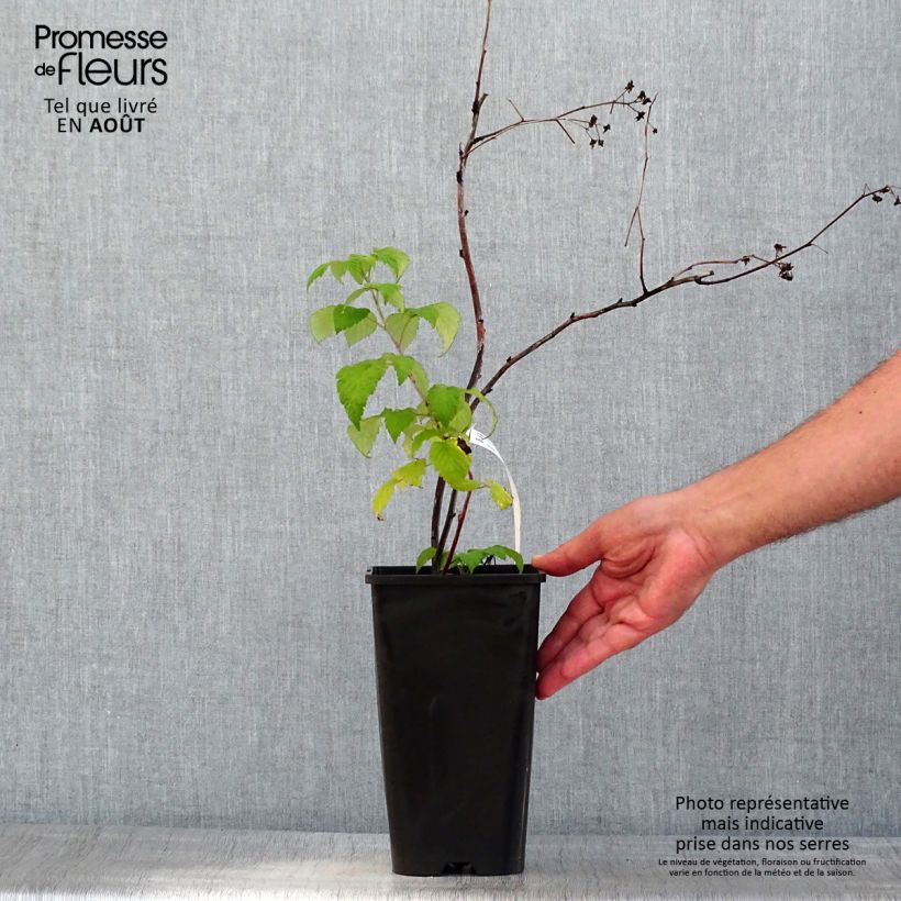 Exemplar von Himbeere Glen Coe - Rubus x neglectus Topf mit 2L/3L wie im Sommer geliefert