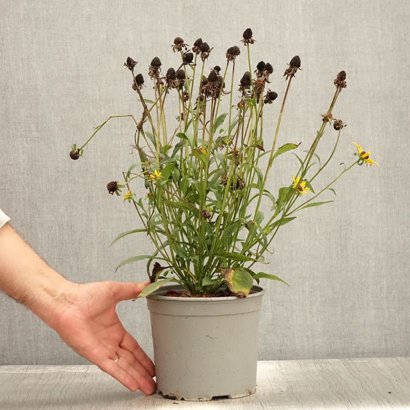 Exemplar von Gemeiner Sonnenhut Little Goldstar - Rudbeckia fulgida var.sullivantii Topf mit 3L/4L wie im Herbst geliefert