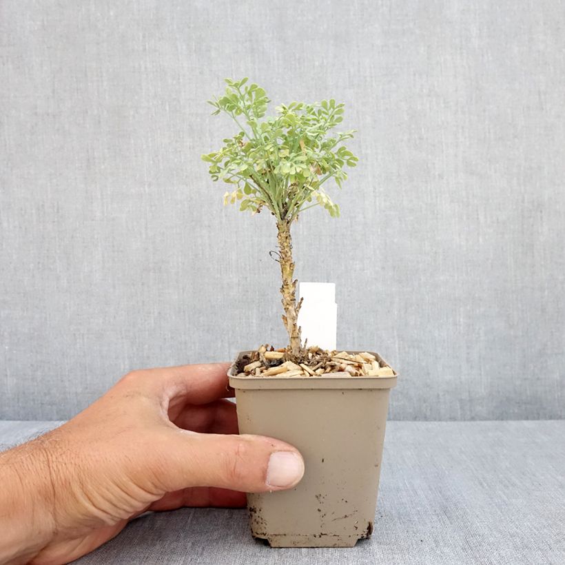 Exemplar von Wein-Raute Jackman's blue - Ruta graveolens Kleine Töpfe von 8/9 cm wie im Sommer geliefert