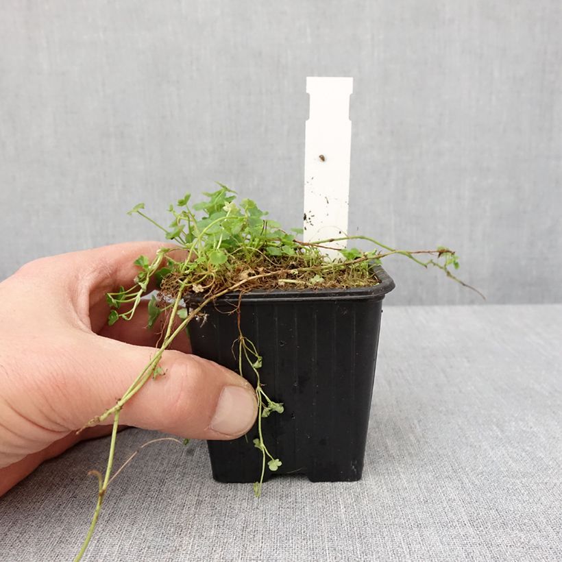 Exemplar von Cymbalaria muralis Alba - Zymbelkraut Kleine Töpfe von 8/9 cm wie im Winter geliefert