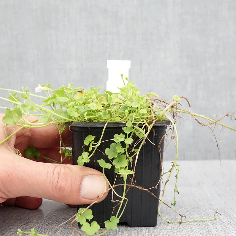 Exemplar von Cymbalaria muralis Alba - Zymbelkraut Kleine Töpfe von 8/9 cm wie im Frühjahr geliefert