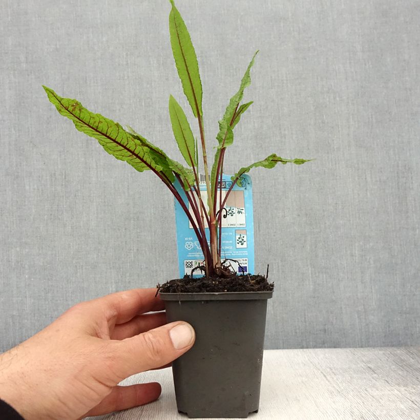 Exemplar von Ampfer - Rumex sauvignea Kleine Töpfe von 8/9 cm wie im Frühjahr geliefert