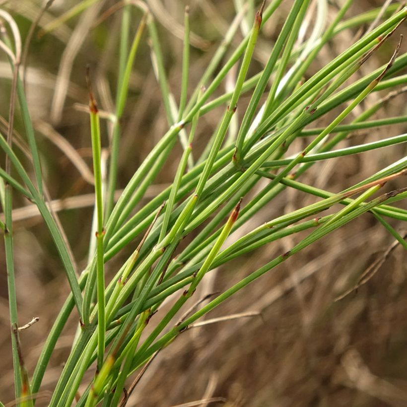 Russelia equisetiformis - Russelie (Laub)