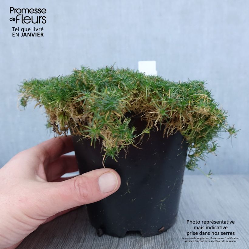 Exemplar von Sagina subulata Green Moss - Pfriemblättriges Mastkraut Topf mit 1,5L/2L wie im Winter geliefert