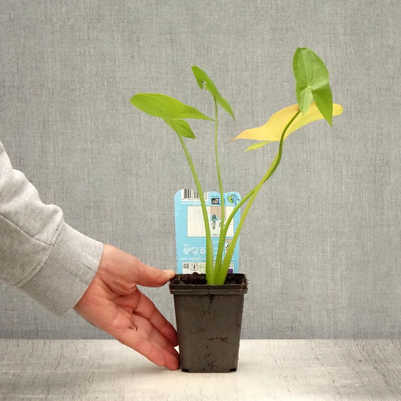 Exemplar von Sagittaria latifolia - Breitblättriges Pfeilkraut Kleine Töpfe von 8/9 cm wie im Sommer geliefert