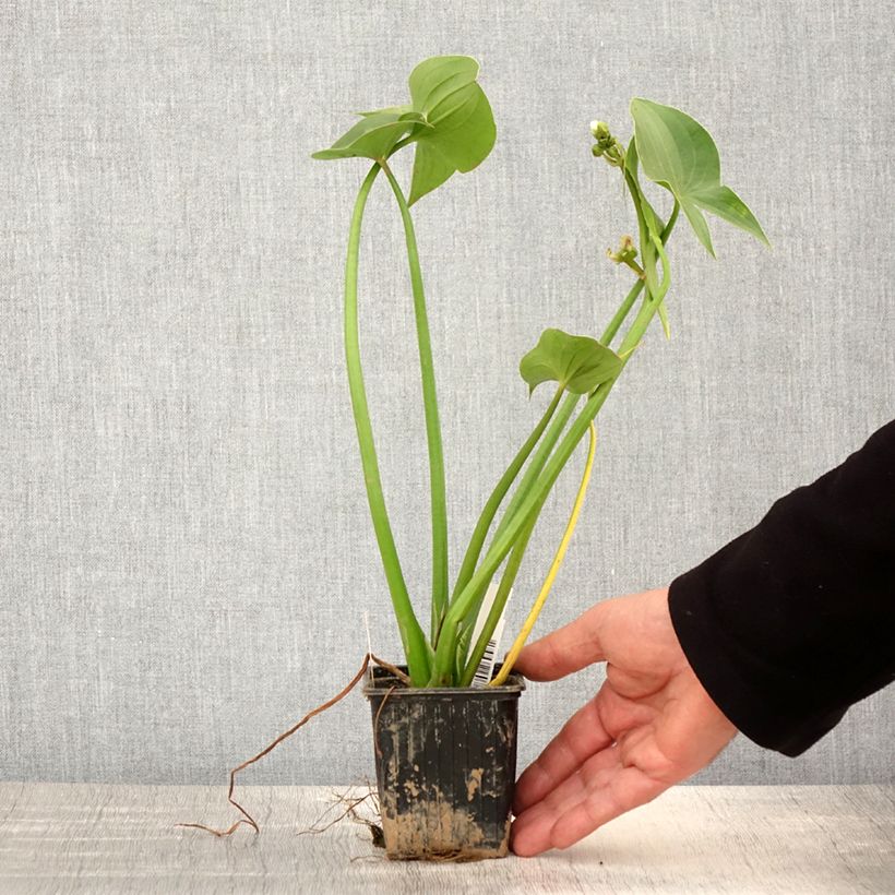 Exemplar von Sagittaria montevidensis - Montevideo-Pfeilkraut Kleine Töpfe von 8/9 cm wie im Frühjahr geliefert