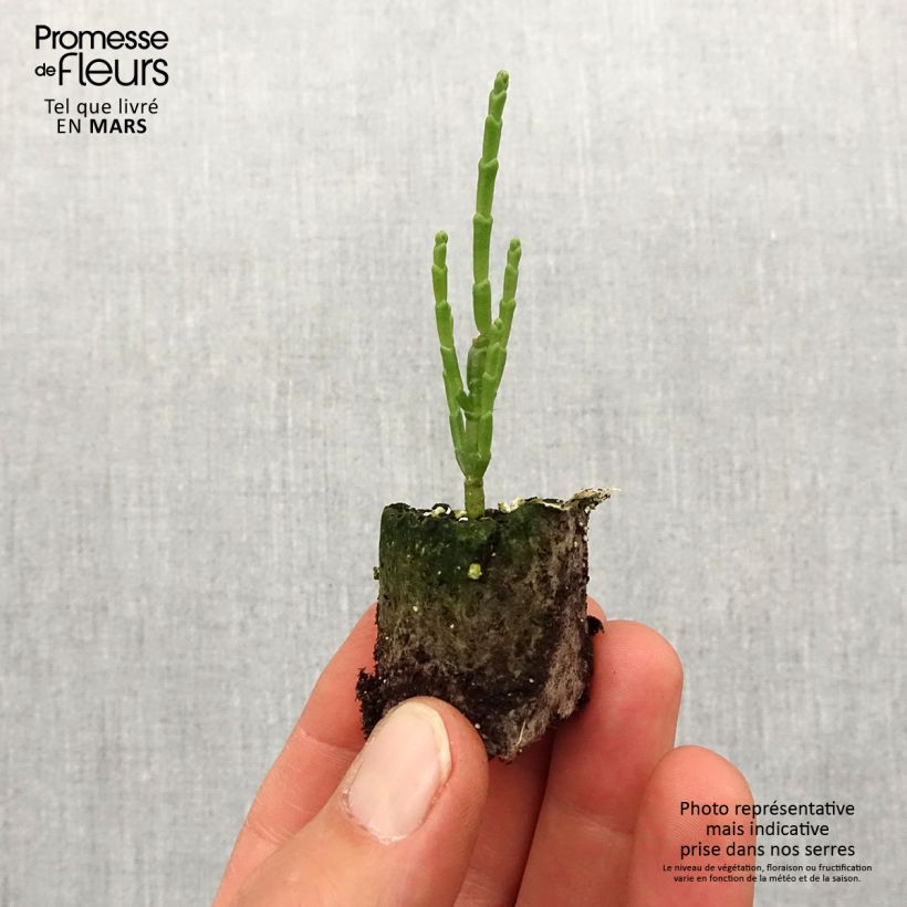 Exemplar von Gemeiner Queller - Salicornia europaea Mini-Plug Ø 1,5/2,5 cm wie im Frühjahr geliefert